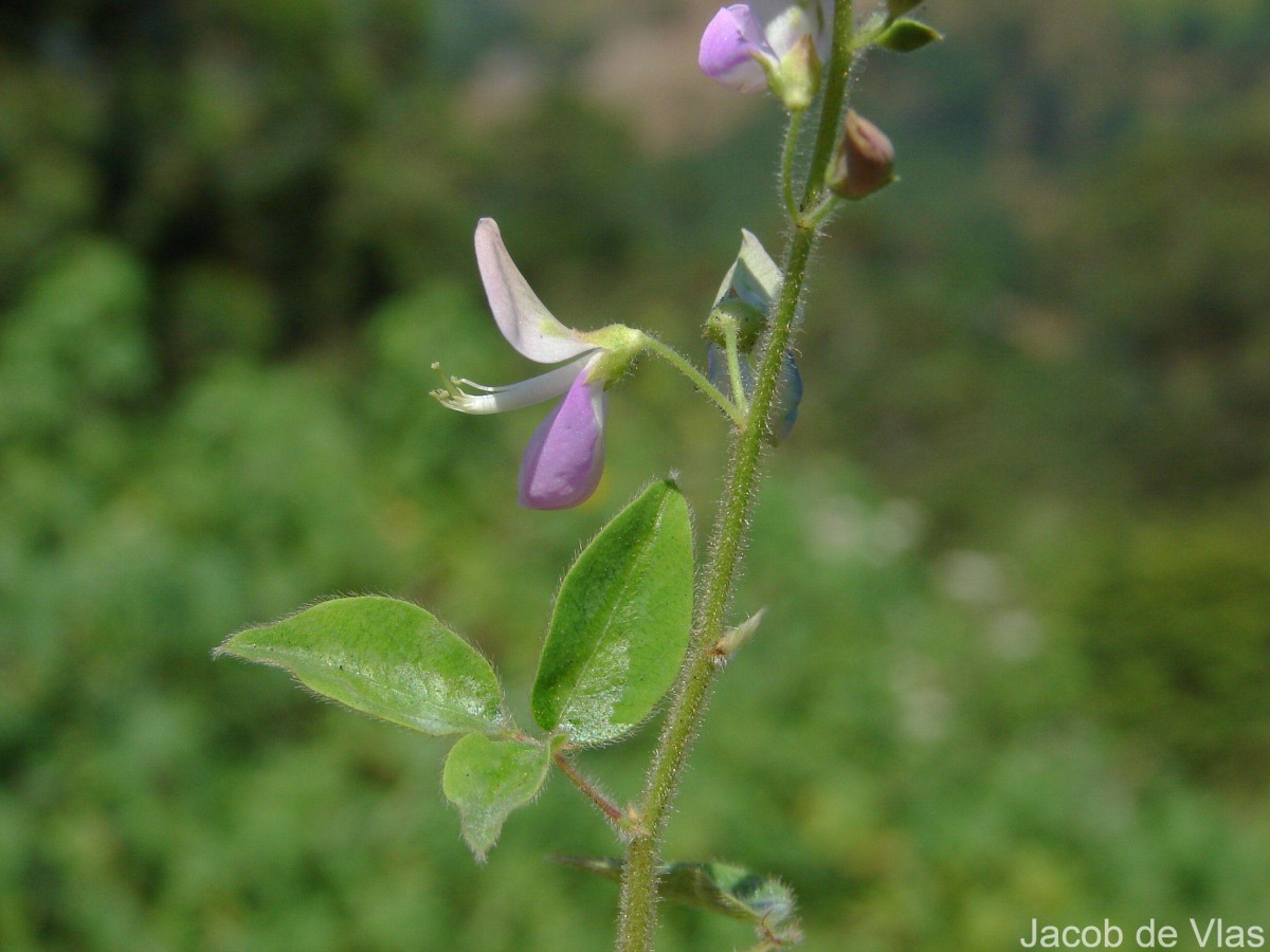 Desmodium uncinatum (Jacq.) DC.